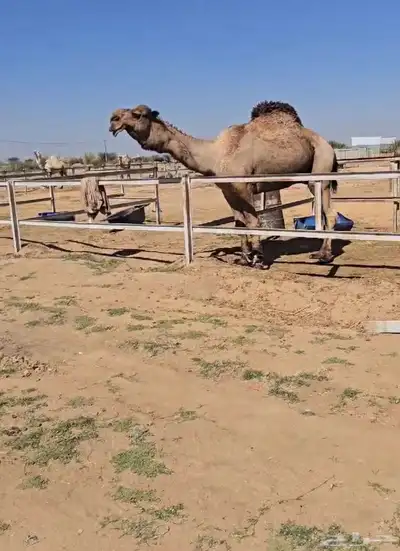 قعدان مشاريع فحول 2