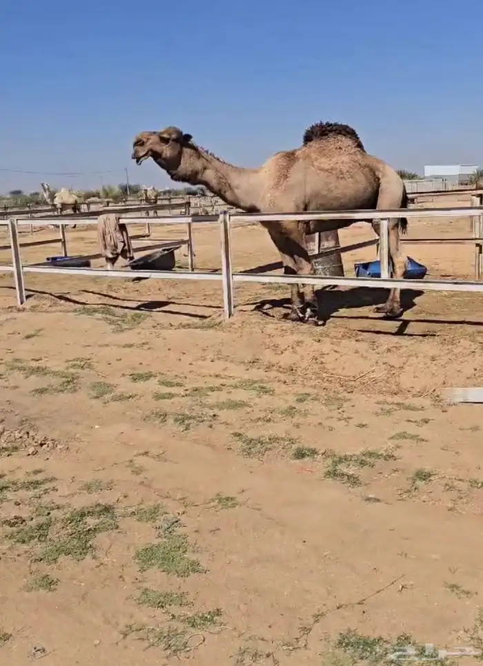 قعدان مشاريع فحول 2