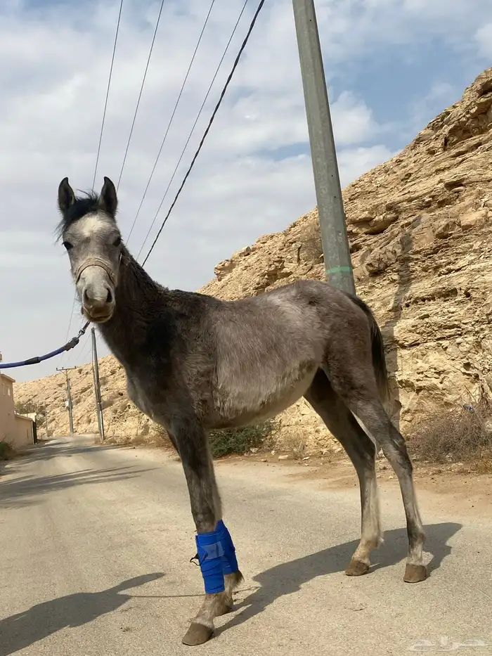مهر للبيع 3