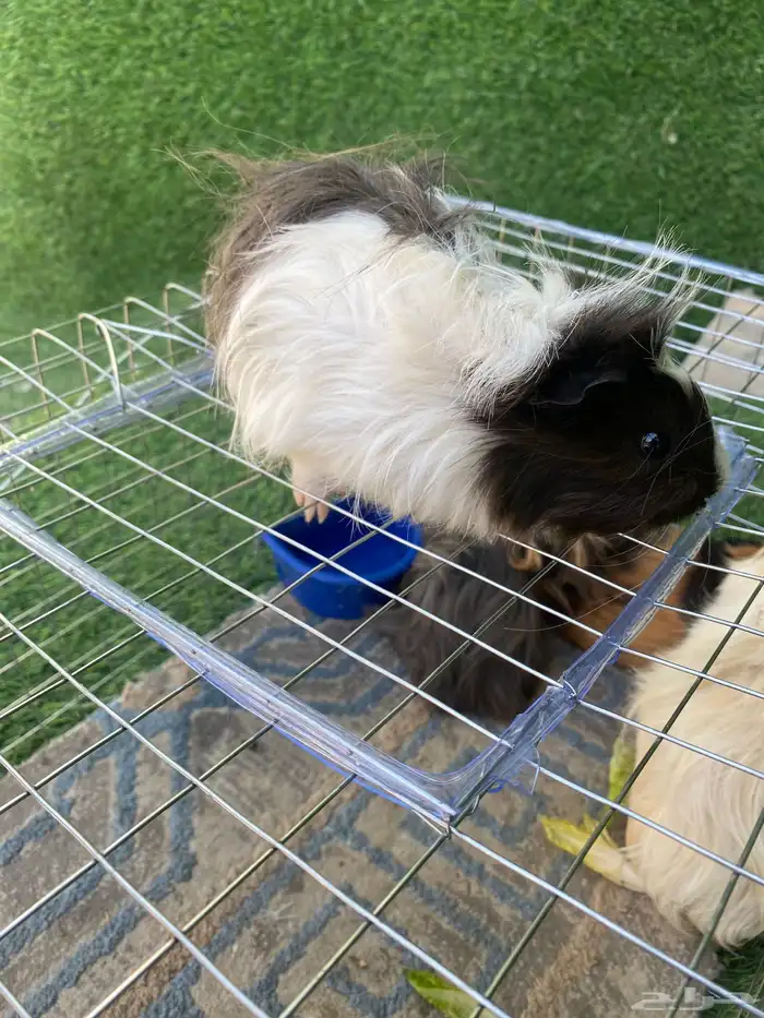 حيوانات متوفر ارانب وصوص بط ودجاج 8