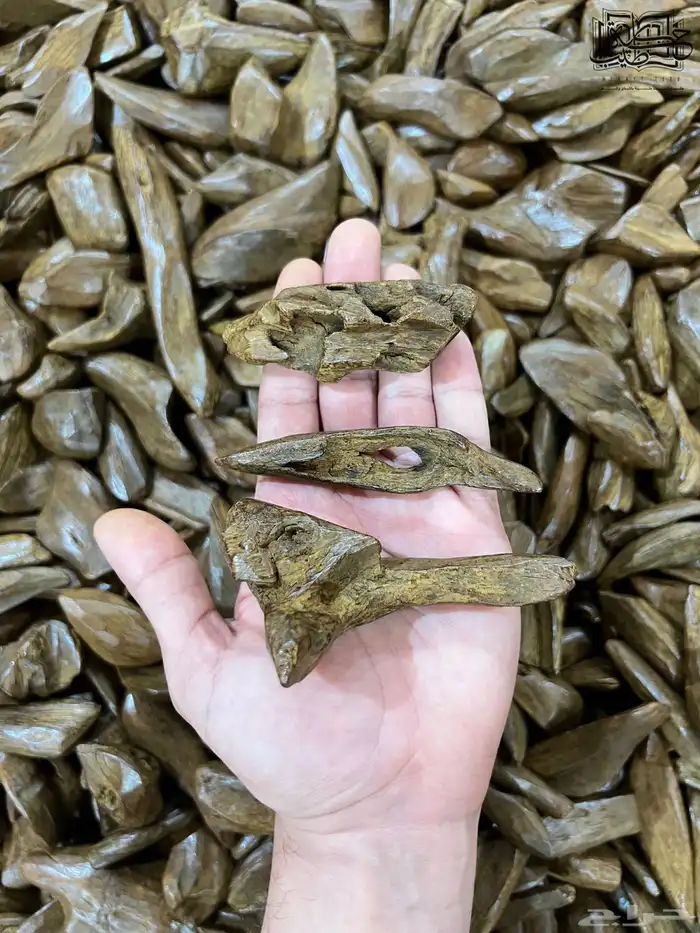 عود مروكي الكنق طبيعي محسن فاخر جمله 3