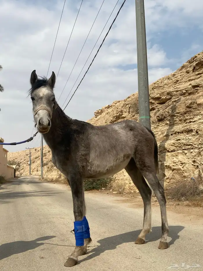 مهر للبيع 4