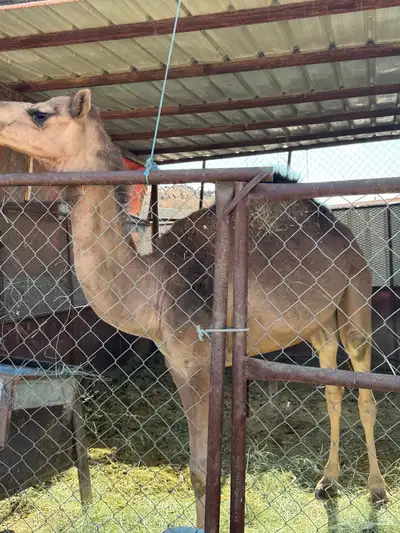 حاشي للبيع 0