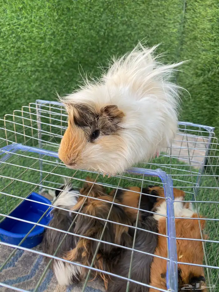 حيوانات متوفر ارانب وصوص بط ودجاج 6