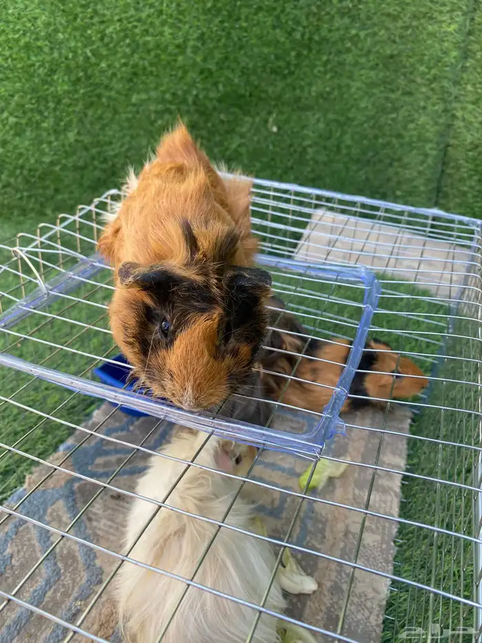 حيوانات متوفر ارانب وصوص بط ودجاج 7