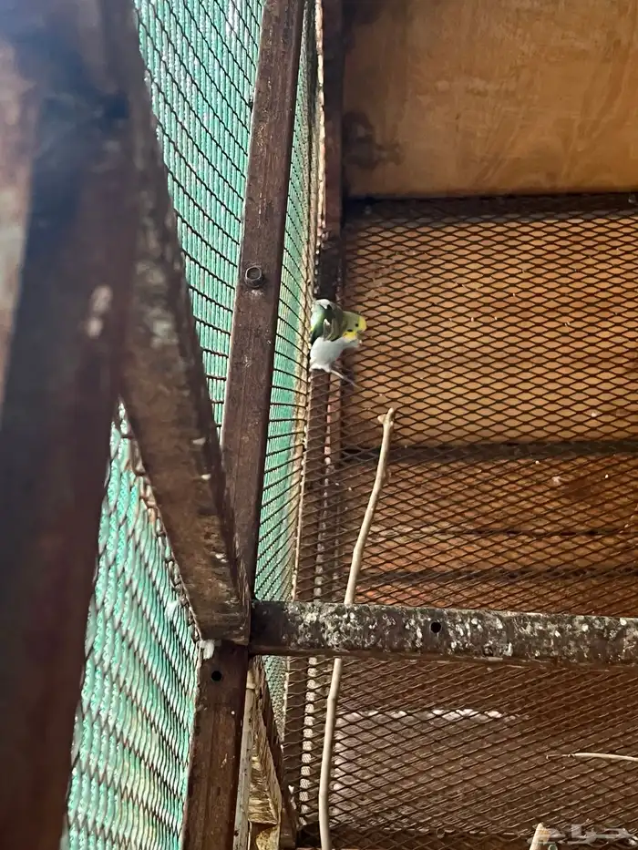 للبيع طيور حب السعر بل جملة 1