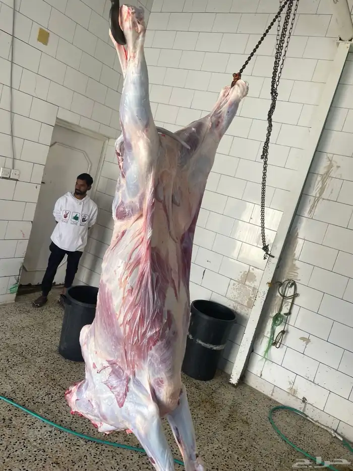 حسلان بلديه ارباع 0