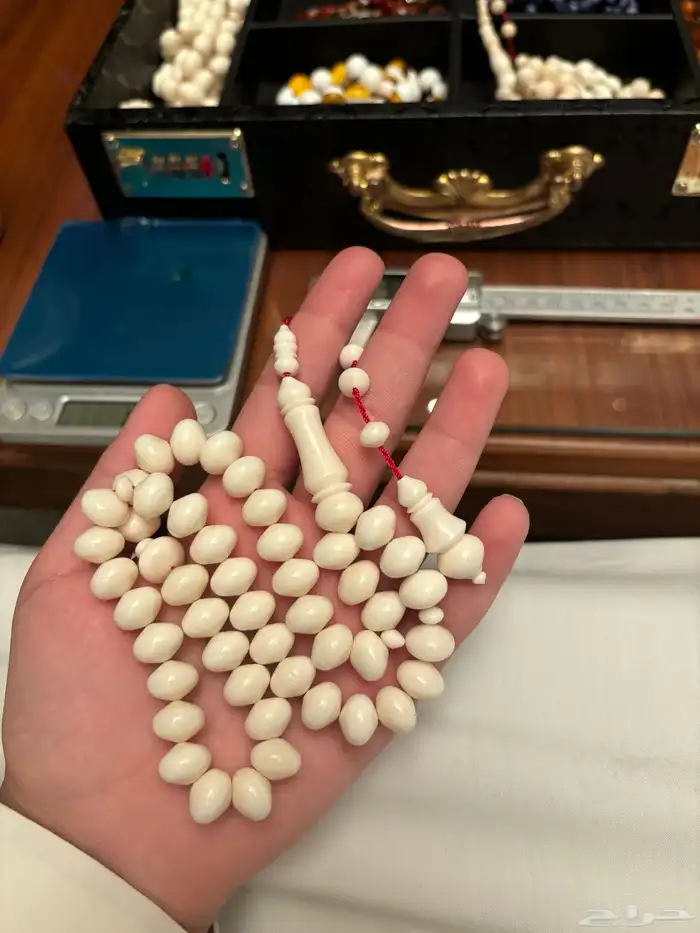 مسباح عضم جمل 0