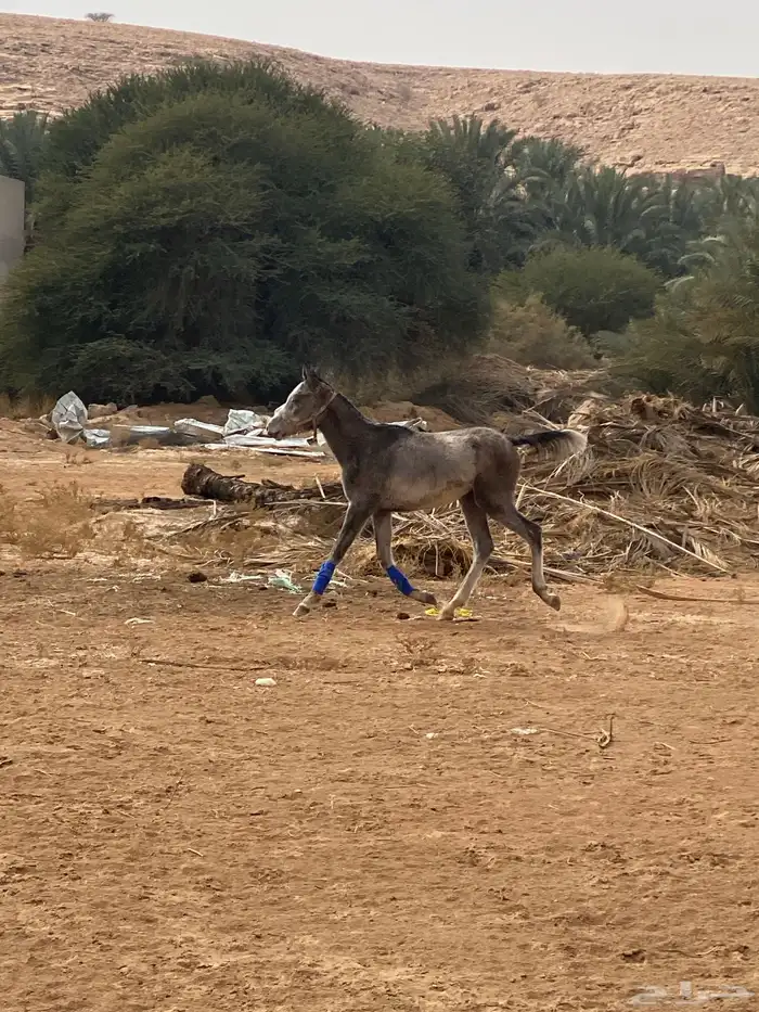 مهر للبيع 12