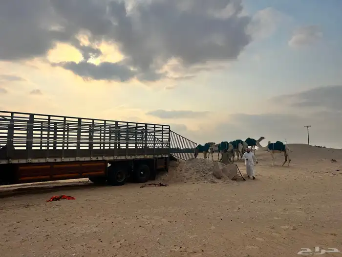 تريلة نقل ابل طول 17 متر 3
