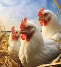 تصاريح دواجن لاحم و بياض 0