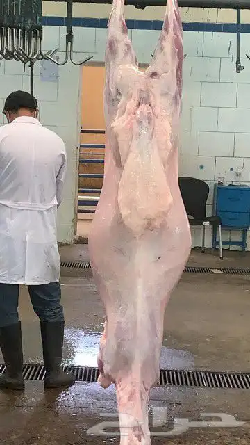 ذبايح مزرعة مرابي عسير 25
