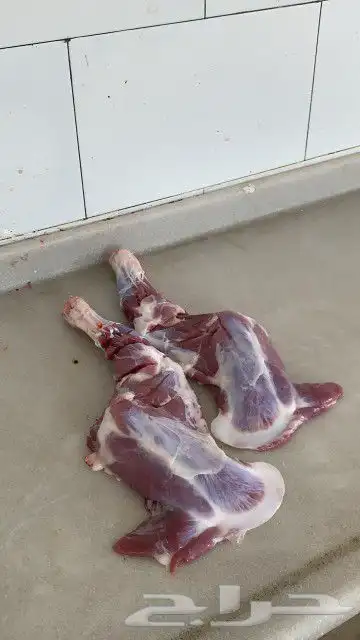 ذبايح مزرعة مرابي عسير 34