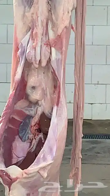 ذبايح مزرعة مرابي عسير 42