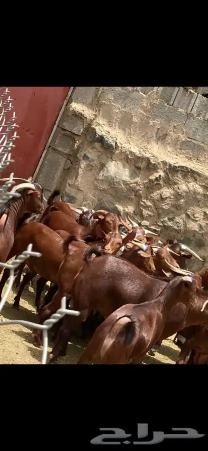 ذبايح مزرعة مرابي عسير 14