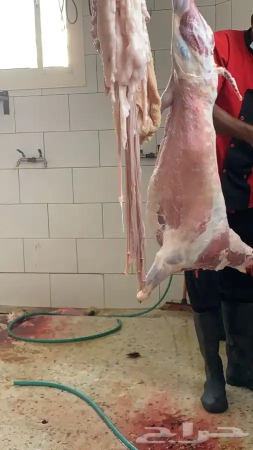 ذبايح مزرعة مرابي عسير 18