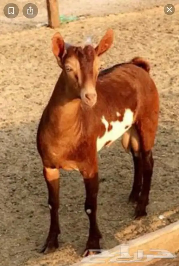 ذبايح مزرعة مرابي عسير 22