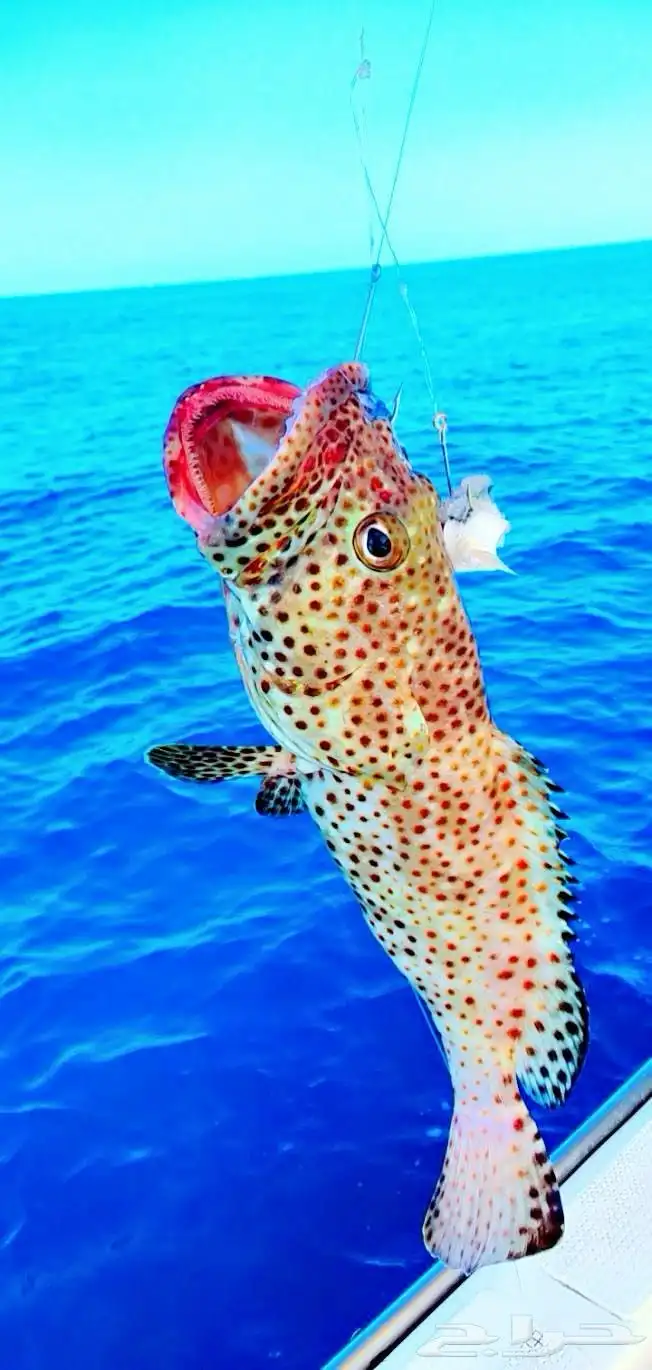 رحلات بحرية 14