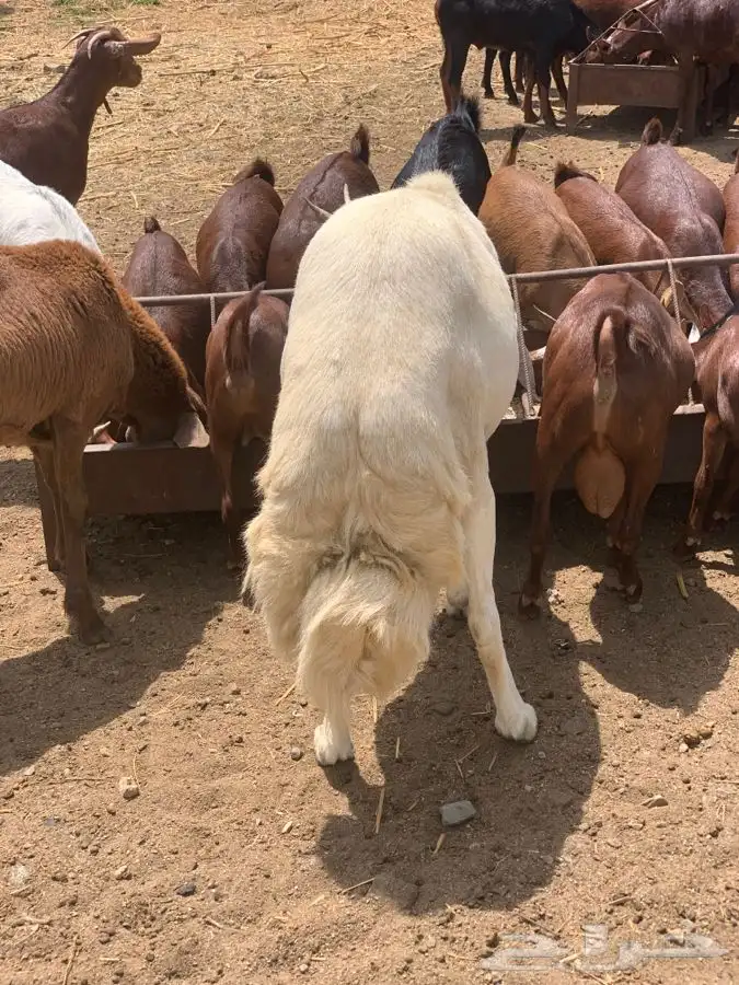 ذبايح مزرعة مرابي عسير 3