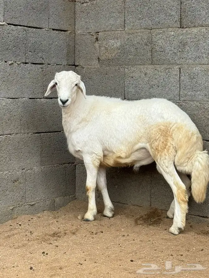 ذبايح مزرعة مرابي عسير 0