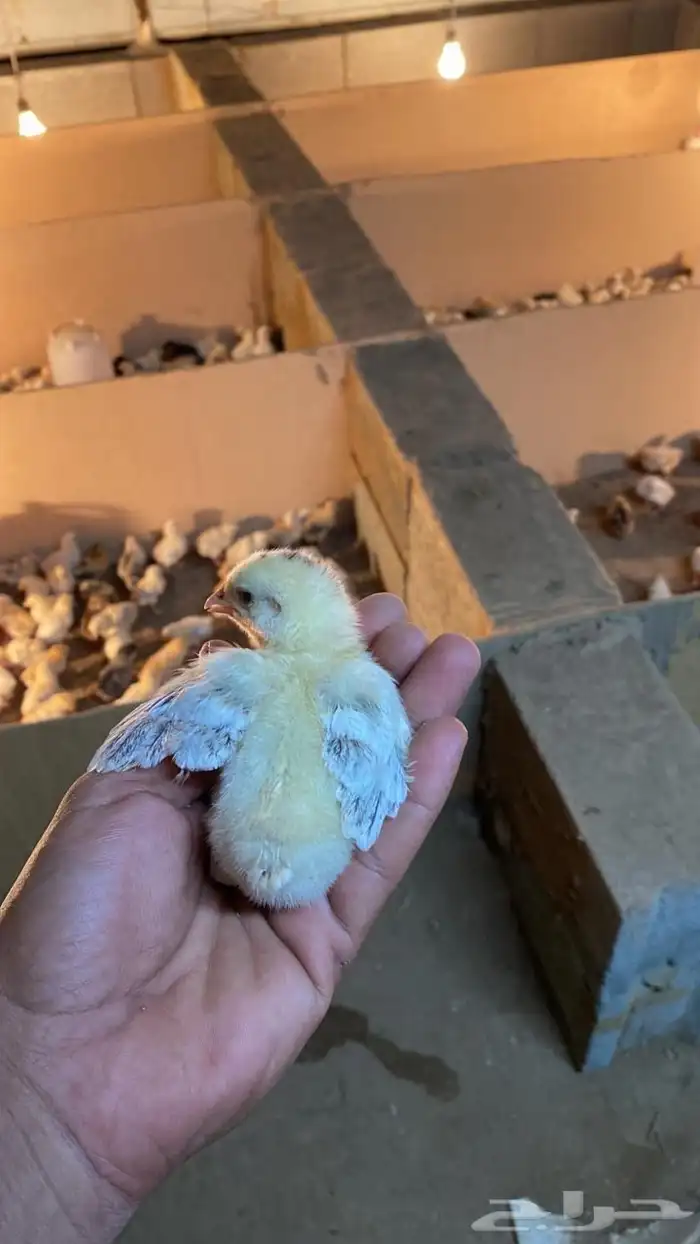 صوص بلدي للبيع 0