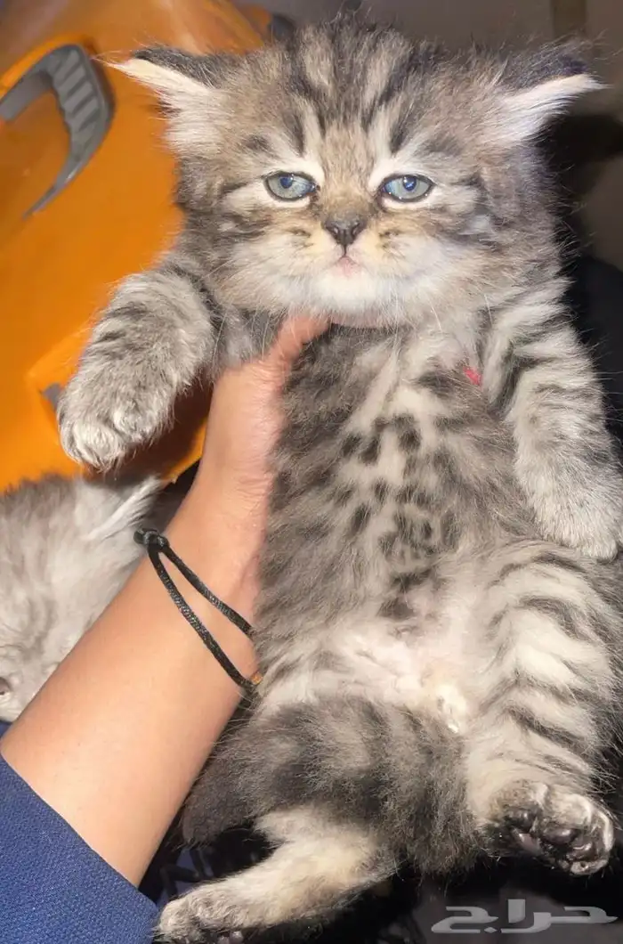 قطط صغيره 1