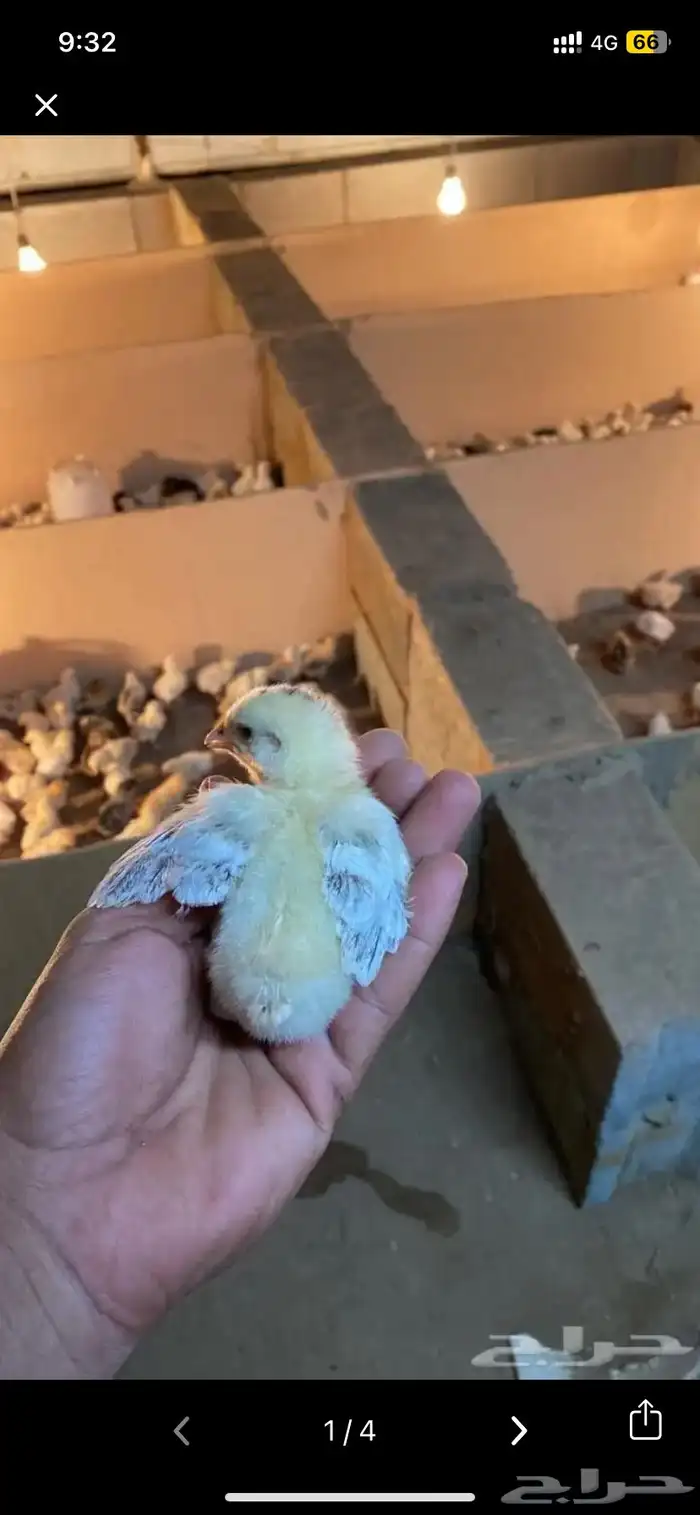صوص بلدي للبيع 0
