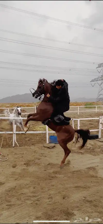 تدريب ركوب الخيل 2