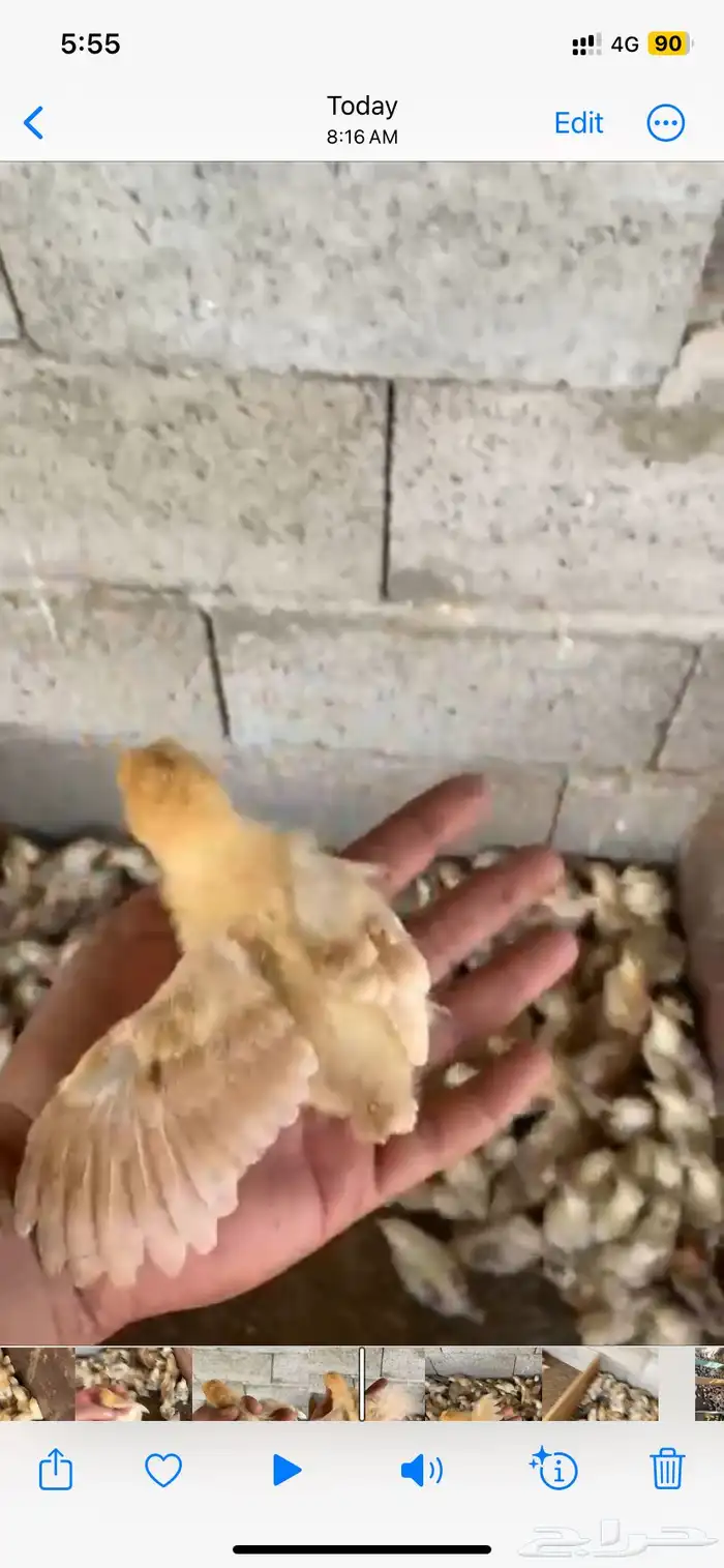 صوص بلدي للبيع 2