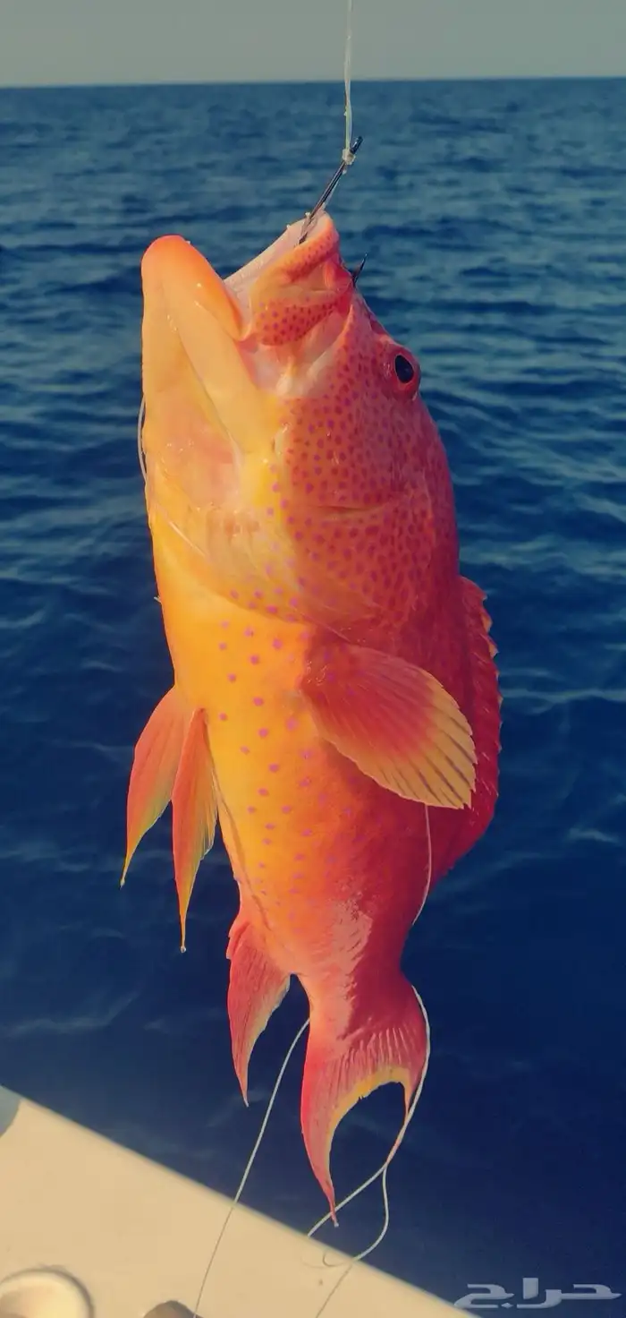 رحلات بحرية 12