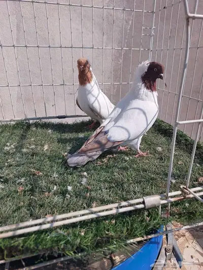 حمام ارباش جيرمن 2