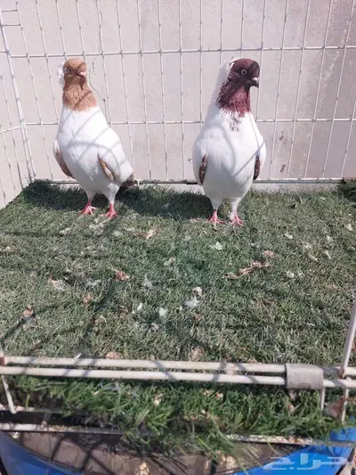 حمام ارباش جيرمن 0