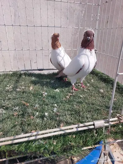 حمام ارباش جيرمن 3