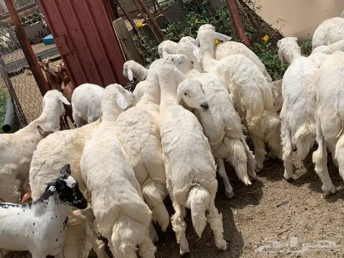 ذبايح مزرعة مرابي عسير 11