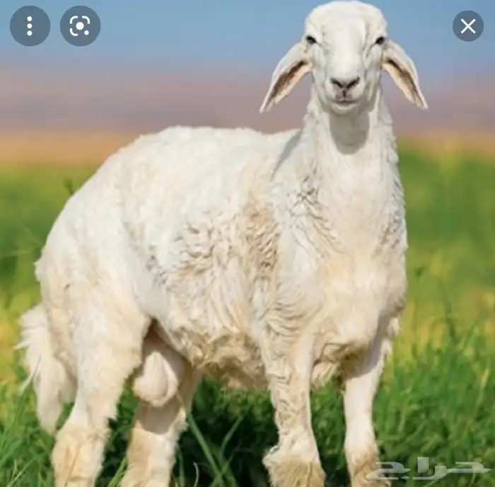 ذبايح مزرعة مرابي عسير 21