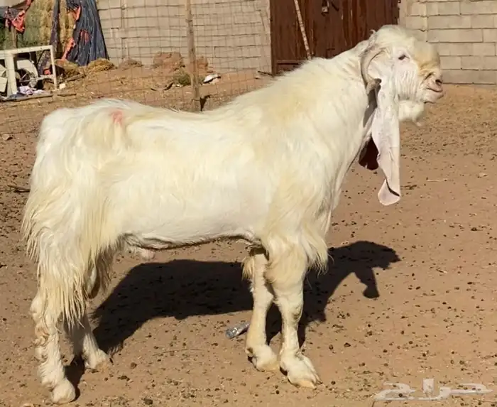 تيس فحل مشروط 4