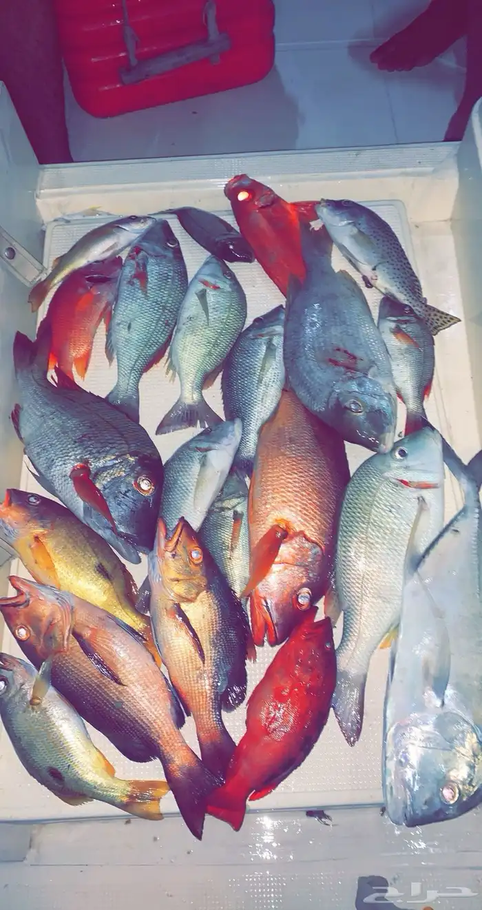 رحلات بحرية 18