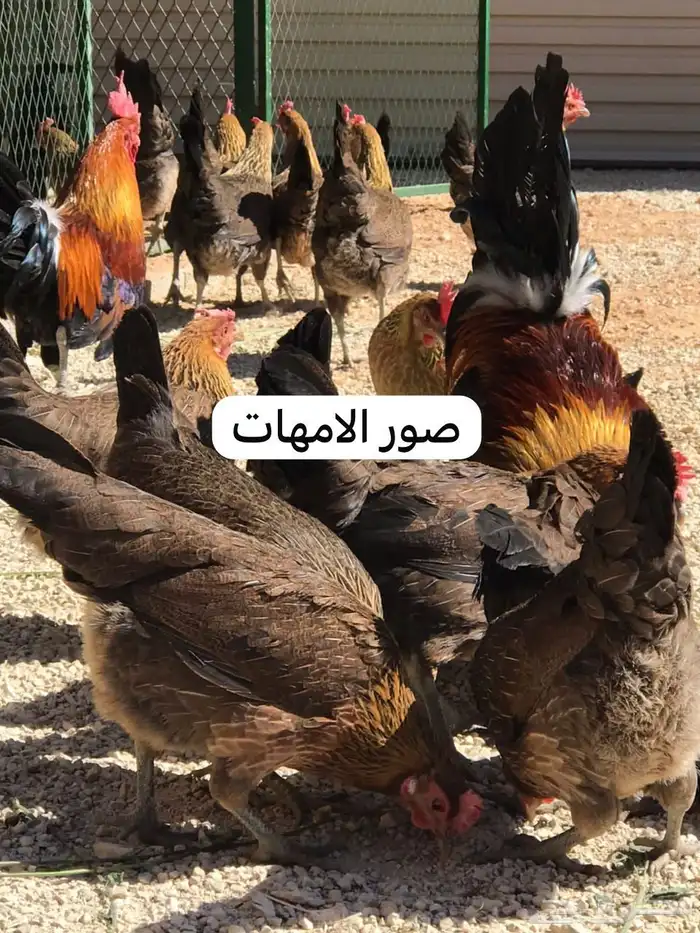 دجاجه عربي سلاله ترثه قديمه معه فراخه عدد 16 فرخ 1