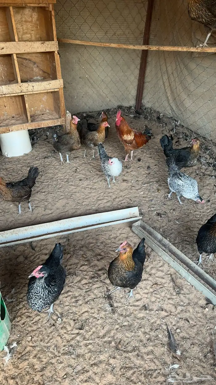 دجاج بياض 4