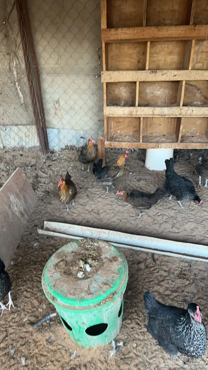 دجاج بياض 1