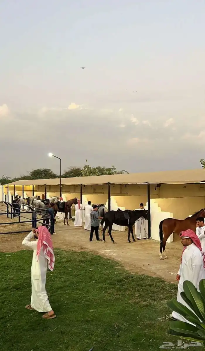 مربط الحازم للخيل العربية الأصيلة-عروض مميزة -تكسير الاسعار 0