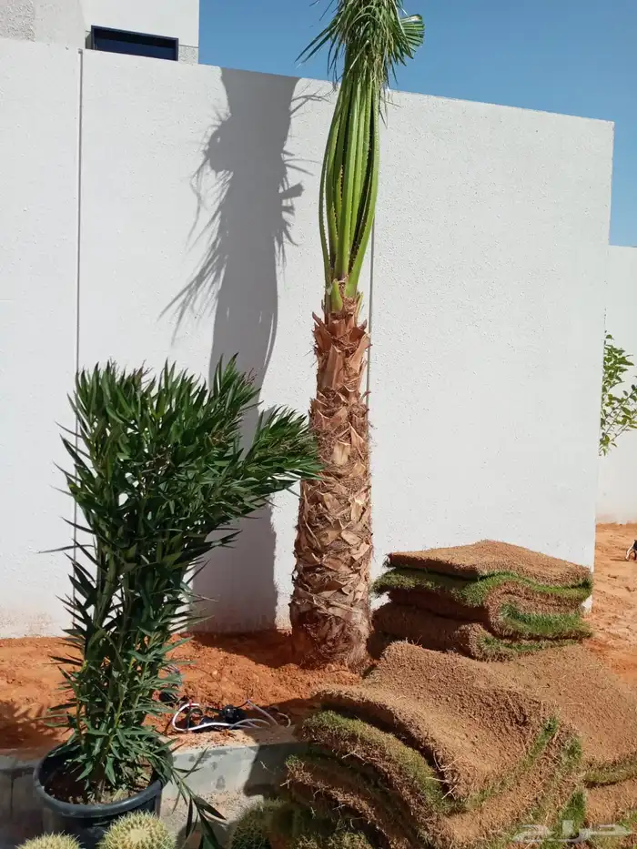 نخيل واشنطن للبيع 2