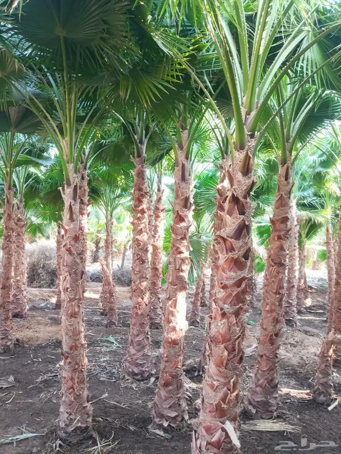 نخيل واشنطن للبيع 6