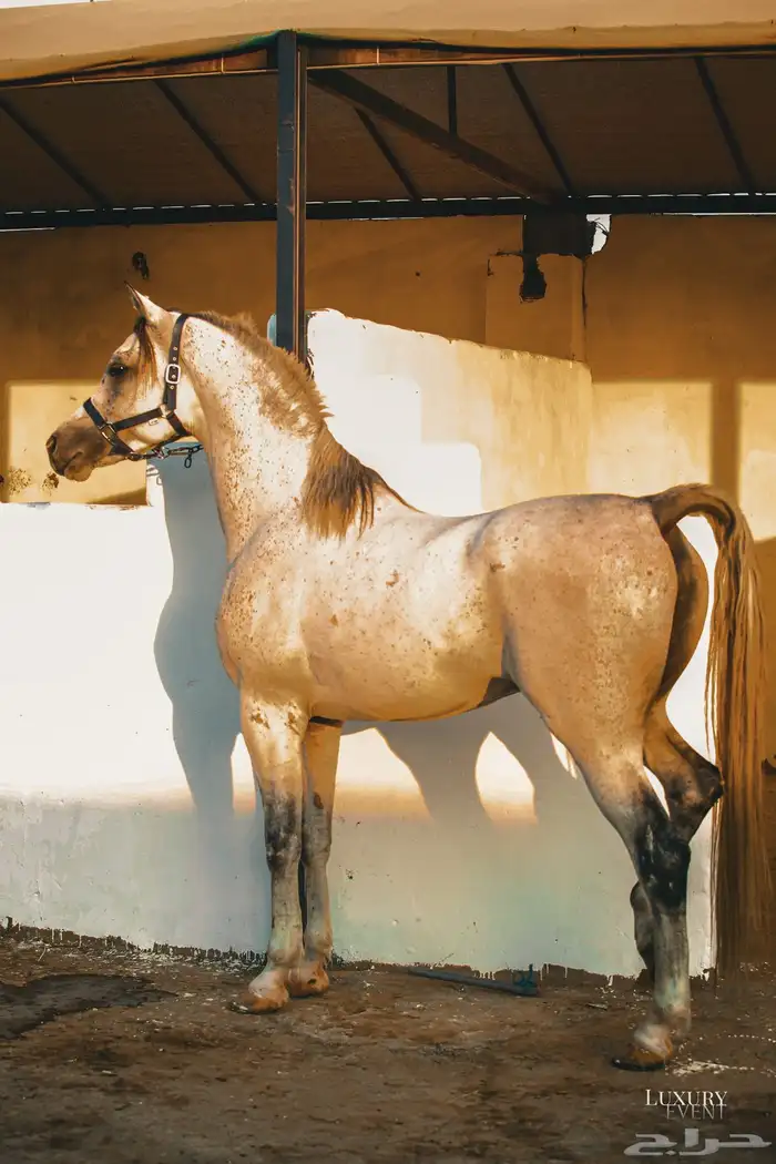 مربط الحازم للخيل العربية الأصيلة-عروض مميزة -تكسير الاسعار 9
