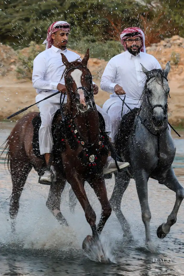 مربط الحازم للخيل العربية الأصيلة-عروض مميزة -تكسير الاسعار 6