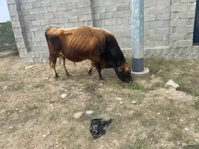 ثور فحل فاخر 0