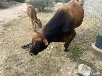 ثور فحل فاخر 1