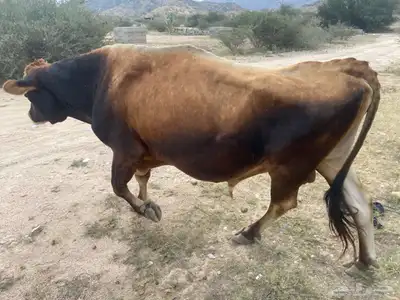ثور فحل فاخر 2