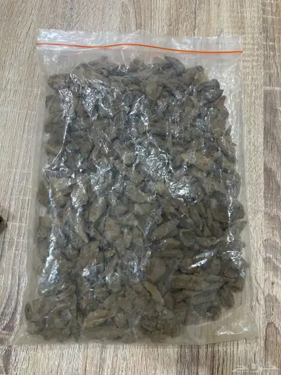 عود طبيعي جايبورا 1