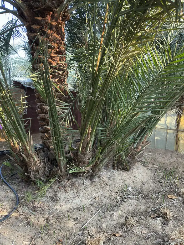 فسايل و نخيل (إخلاص ) مثمرة. 2